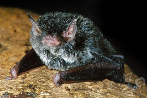 蝠鼠|喜山鼠耳蝠 Myotis muricola